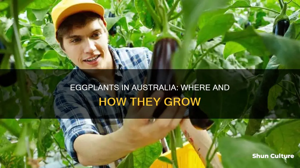 where do eggplants grow in australia