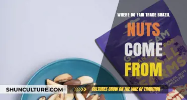 Exploring the Origins of Fair Trade Brazil Nuts: A Sustainable Journey