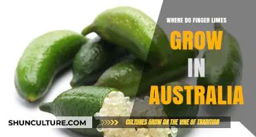 Finger Limes: Australia's Bush Tucker Delicacy