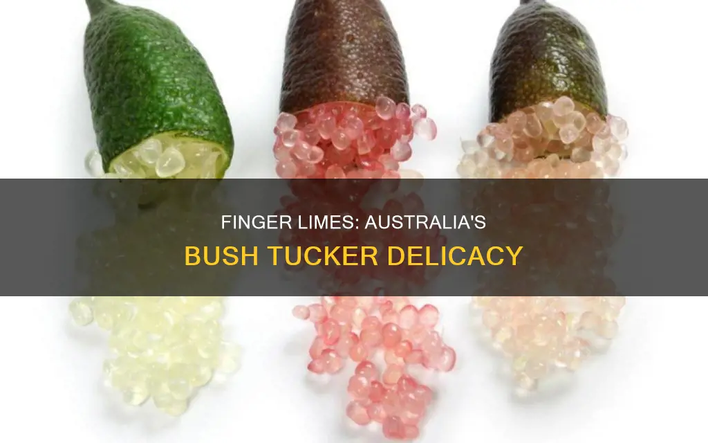 where do finger limes grow in australia