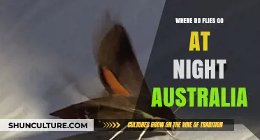 Where Do Flies Disappear to at Night in Australia?