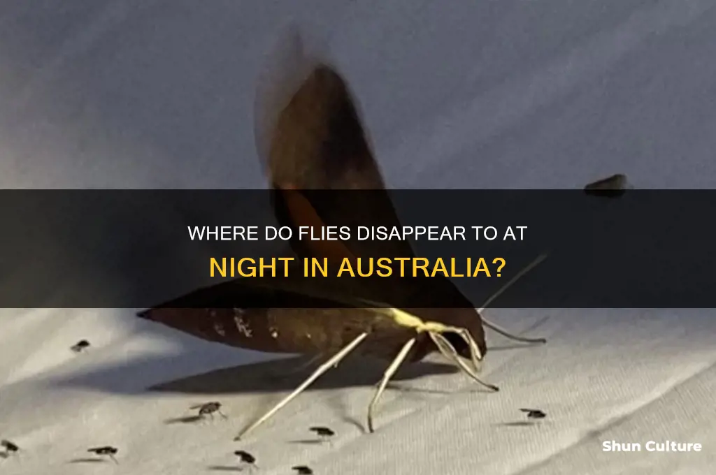 where do flies go at night australia