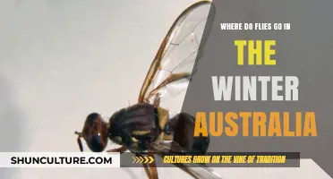 Where Do Flies Disappear in Winter: Australia's Seasonal Mystery Explained