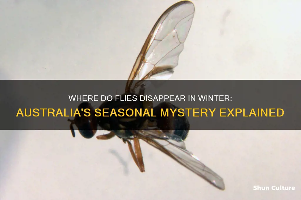 where do flies go in the winter australia