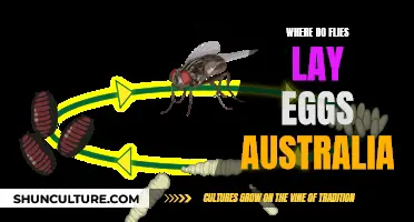 The Intriguing Fly Egg-Laying Process in Australia
