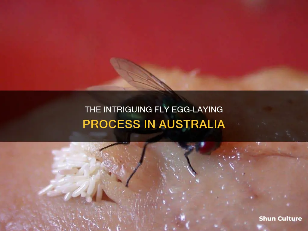 where do flies lay eggs australia
