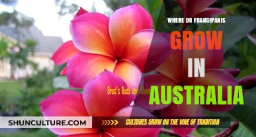 Frangipani's Blooming Regions in Australia