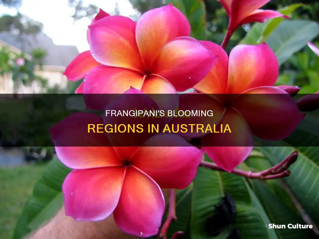 where do frangipanis grow in australia