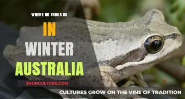 Where Do Australian Frogs Hide During Winter? A Survival Guide
