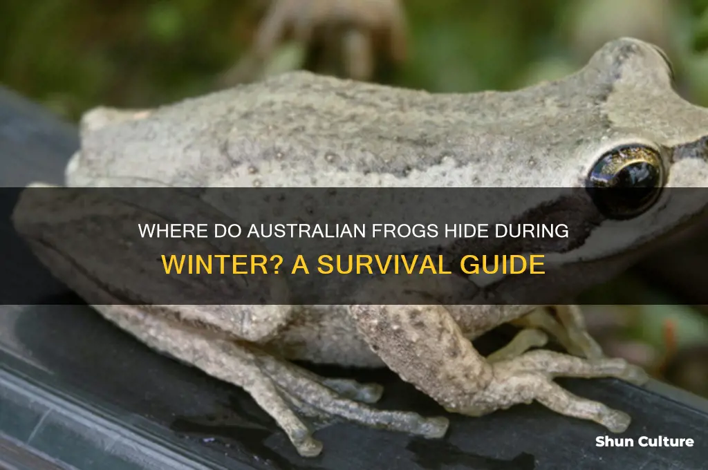 where do frogs go in winter australia
