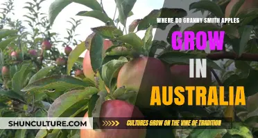 Granny Smith Apples: Australia's Orchard Delights