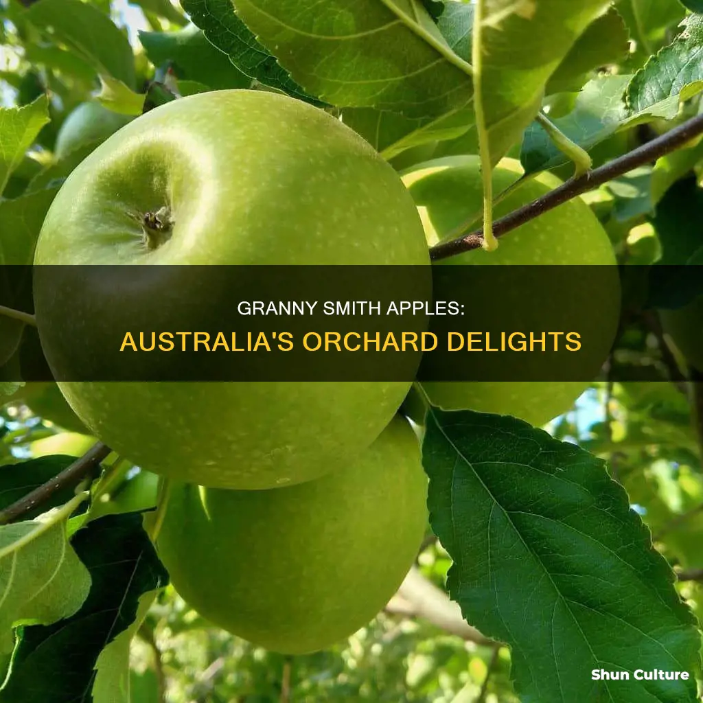 where do granny smith apples grow in australia