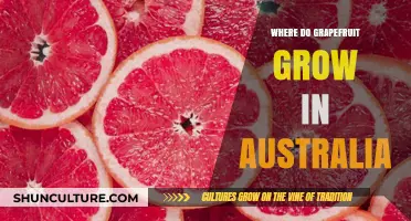 Grapefruit Cultivation in Australia: Regions and Climate