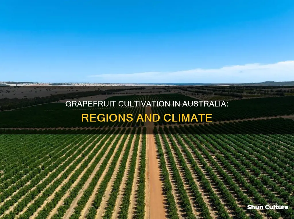 where do grapefruit grow in australia