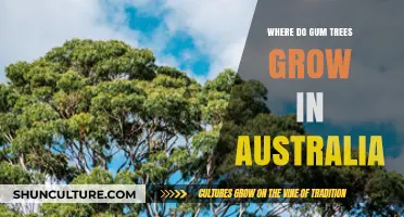 Gum Trees: Australia's Unique Natural Habitat
