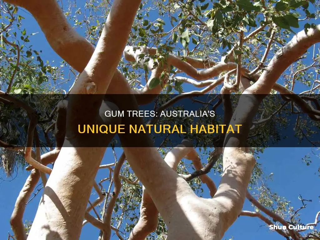 where do gum trees grow in australia