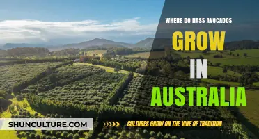 The Hass Avocado's Australian Growing Regions