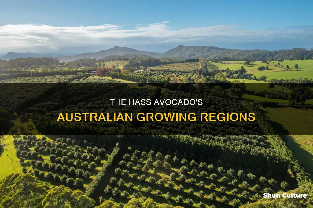 where do hass avocados grow in australia