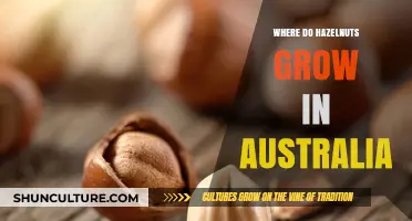 Hazelnuts in Australia: Where Do They Grow?