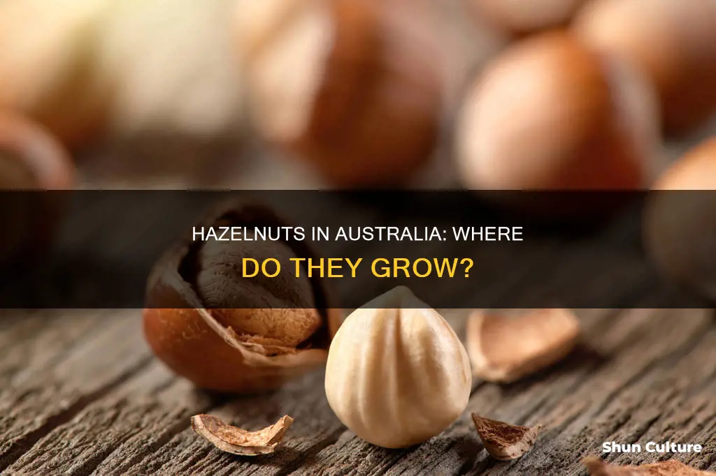 where do hazelnuts grow in australia