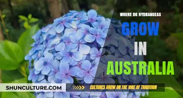 Hydrangeas in Australia: Where Do They Grow?