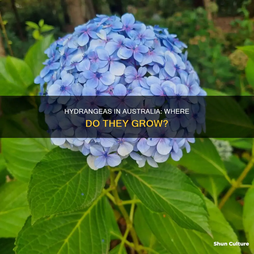 where do hydrangeas grow in australia