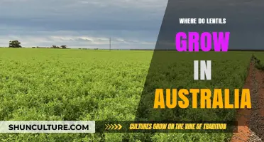 Lentil Farming in Australia: Where and How?
