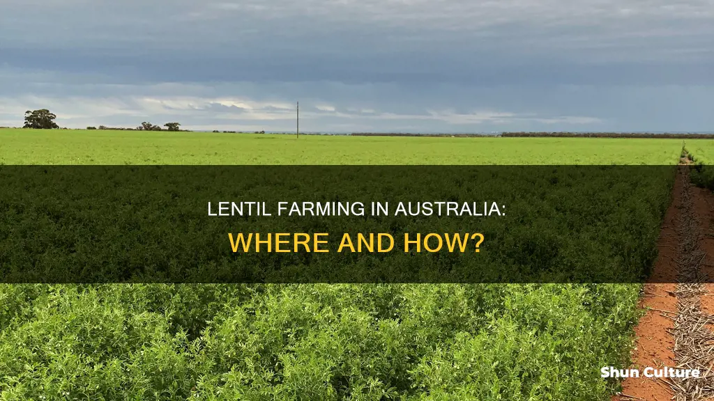 where do lentils grow in australia