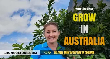 Limes in Australia: Where Do They Grow?