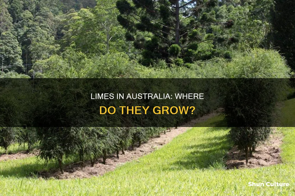 where do limes grow in australia