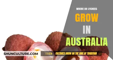 Lychee Cultivation in Australia: Where Do They Grow?