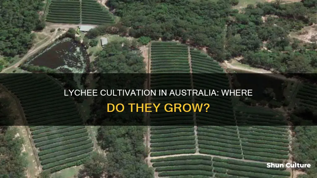 where do lychees grow in australia