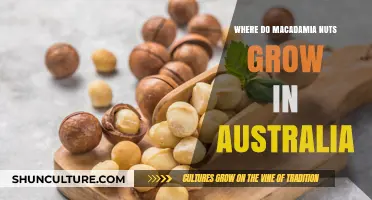 Exploring Macadamia Nut Growth in Australia