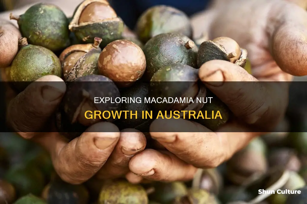 where do macadamia nuts grow in australia