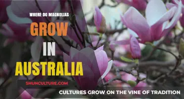 Magnolias in Australia: Where Do They Grow?