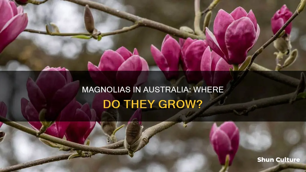where do magnolias grow in australia