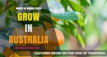 Mango Trees: Where Do They Grow in Australia?