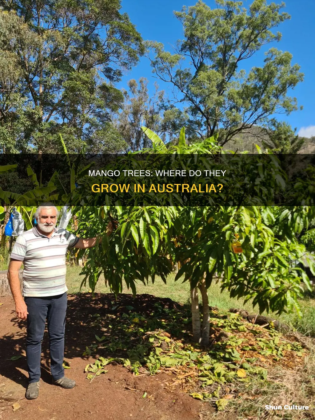 where do mango trees grow in australia