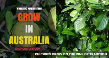 Mangosteen Cultivation in Australia: Where and How?