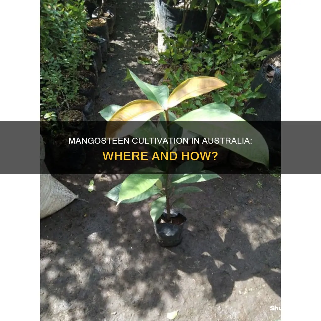 where do mangosteen grow in australia