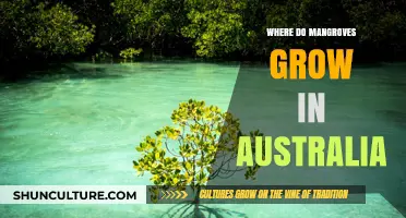 Mangrove Habitats: Australia's Unique Coastal Ecosystems