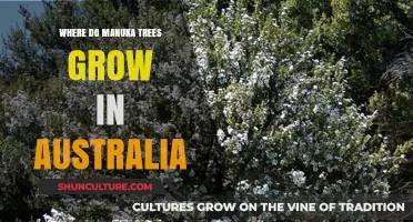 Manuka Trees in Australia: Where Do They Grow?
