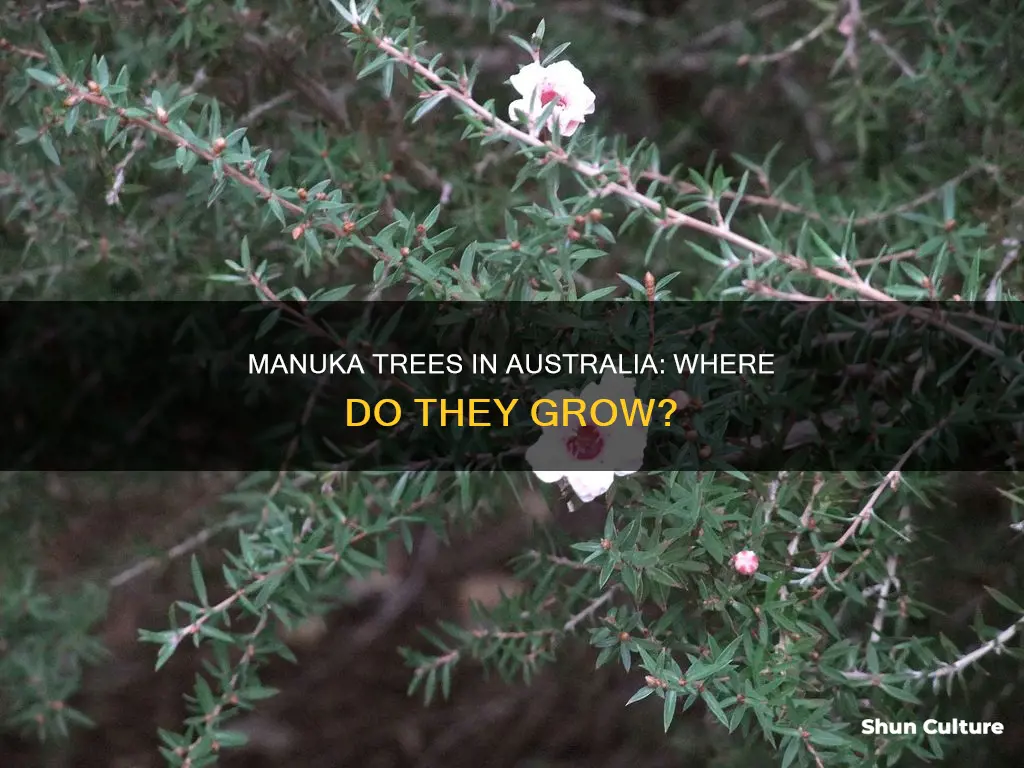 where do manuka trees grow in australia