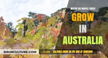 Maple Trees in Australia: Where Do They Grow?