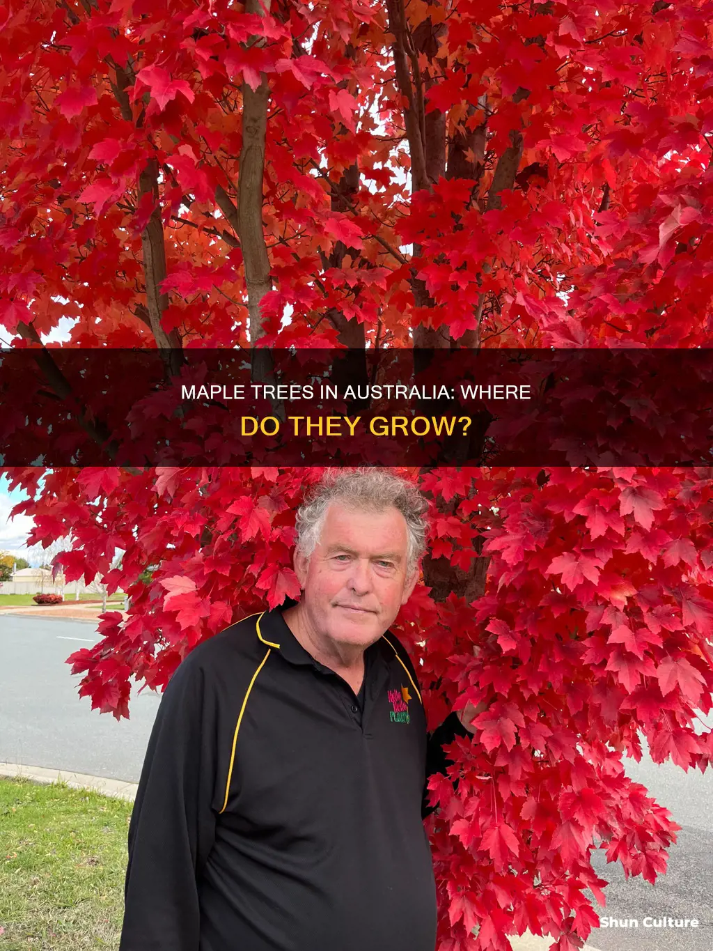 where do maple trees grow in australia