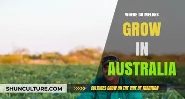 Melon Cultivation in Australia: Where and How?