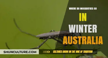 Where Do Mosquitoes Disappear to in Australian Winters?