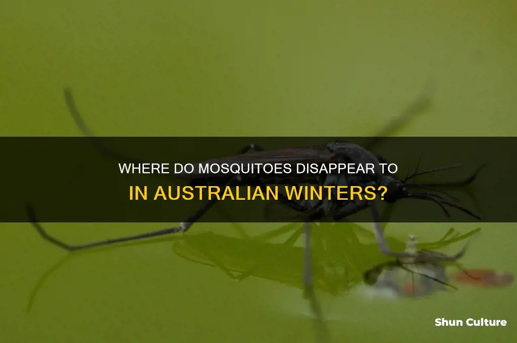 where do mosquitoes go in winter australia