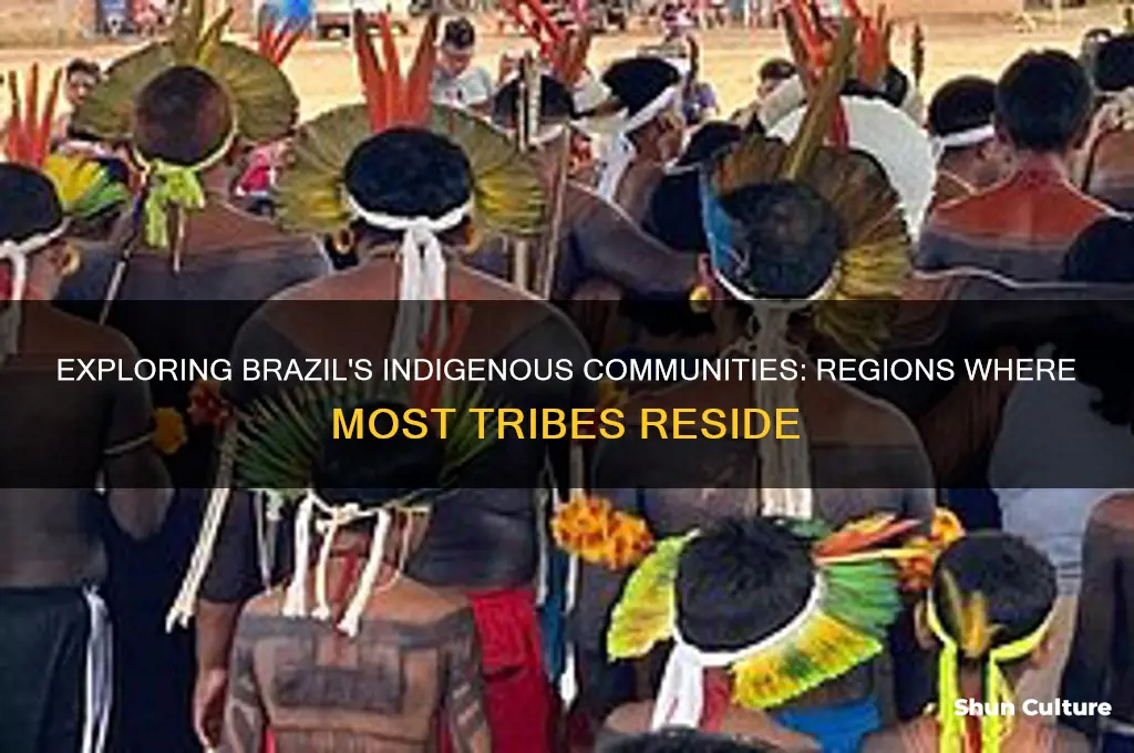 where do most indiginous people in brazil live