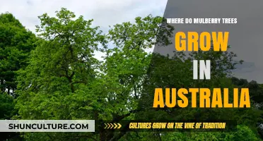 Mulberry Trees: Where Do They Grow in Australia?